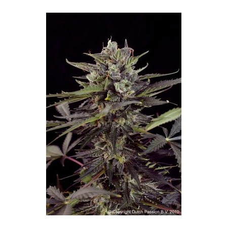 AutoBlueberry  Dutch Passion