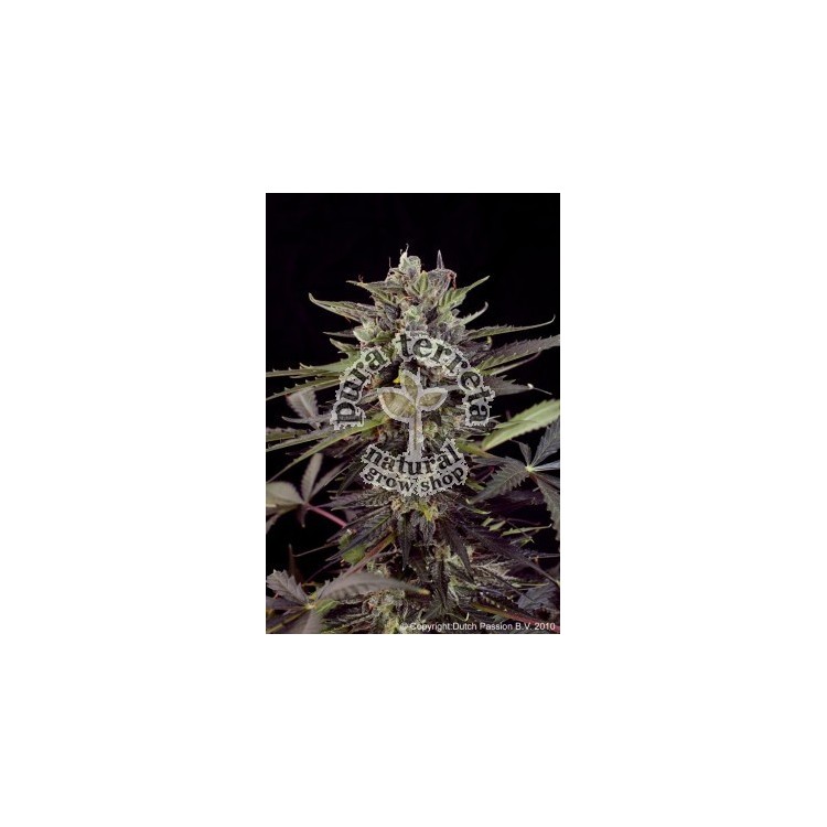 AutoBlueberry  Dutch Passion