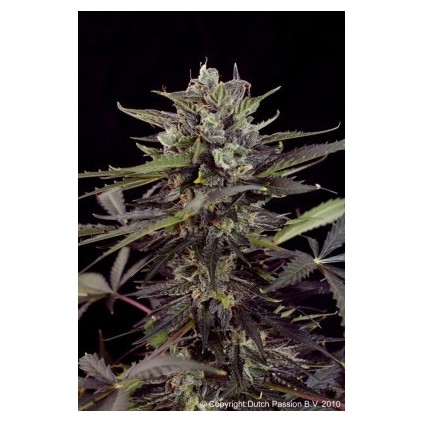 AutoBlueberry  Dutch Passion