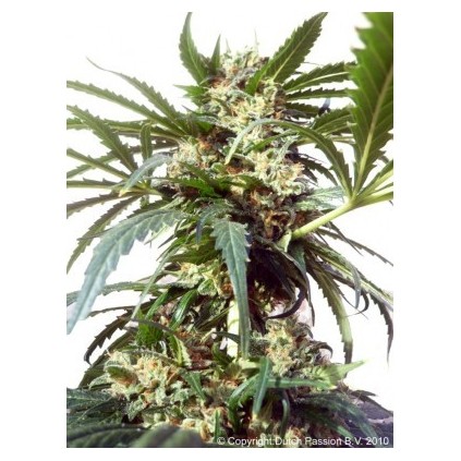 PolarLight  Dutch Passion