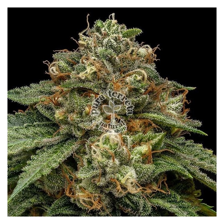 Kroma Ripper Seeds