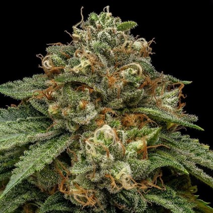Kroma Ripper Seeds
