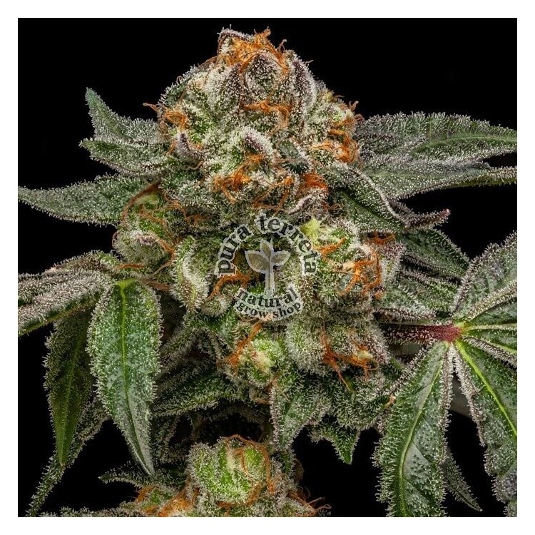 Zake Ripper Seeds