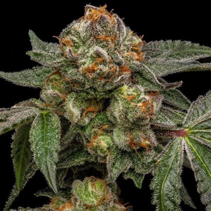 Zake Ripper Seeds