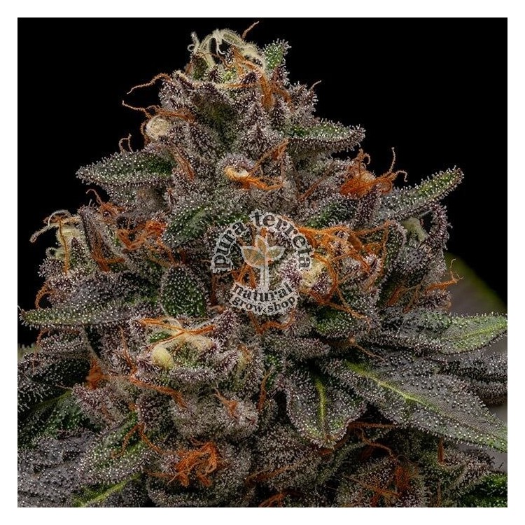 Korenji Ripper Seeds