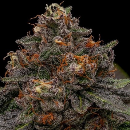 Korenji Ripper Seeds