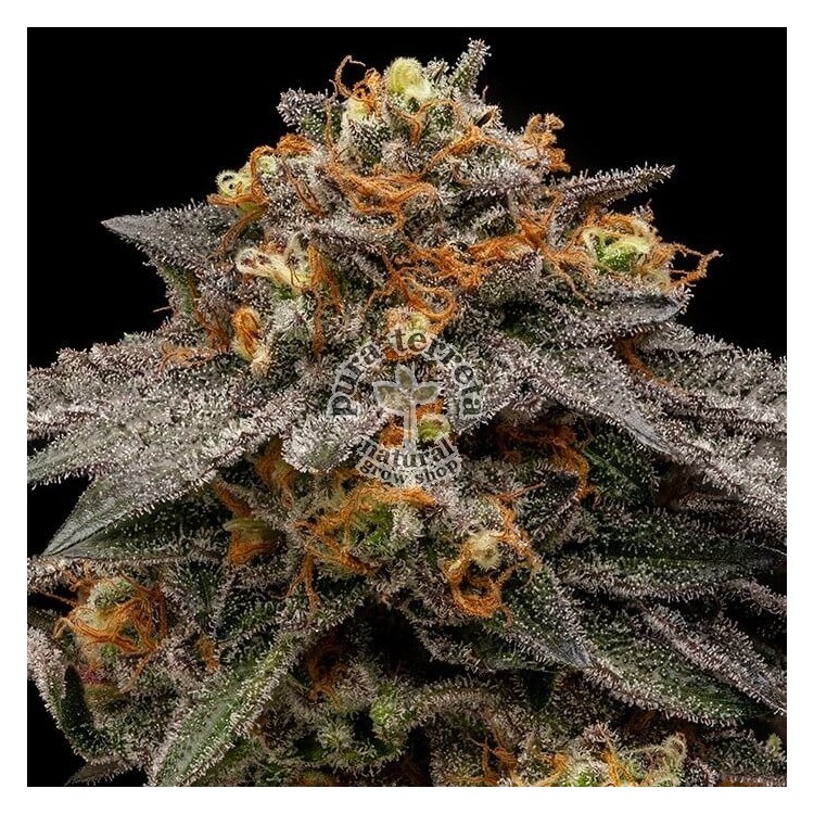 Shimo Ripper Seeds