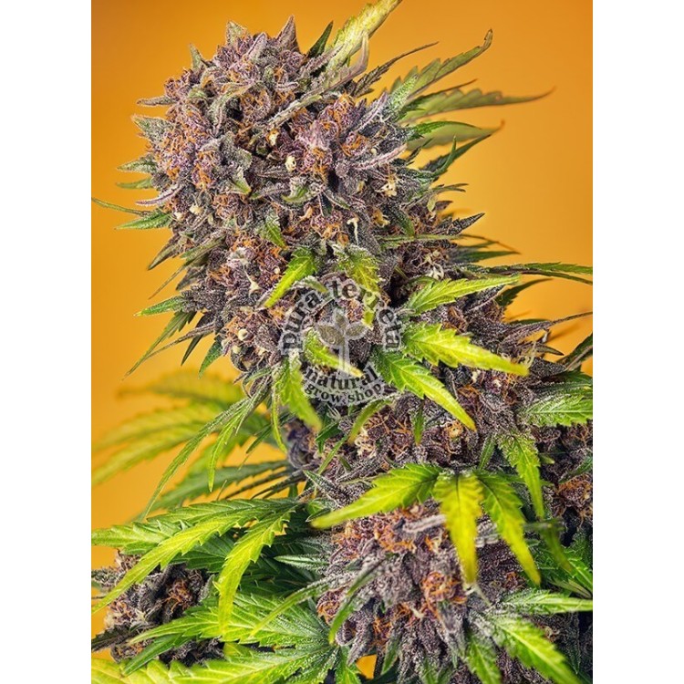 Diablo Rojo XL Auto Sweet Seeds