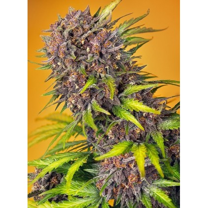 Diablo Rojo XL Auto Sweet Seeds