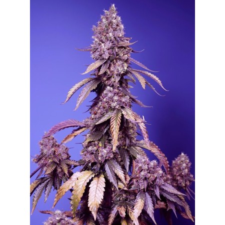 Black Muffin F1 Fast Version Sweet Seeds