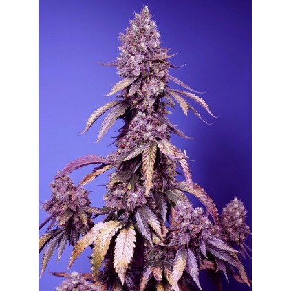 Black Muffin F1 Fast Version Sweet Seeds