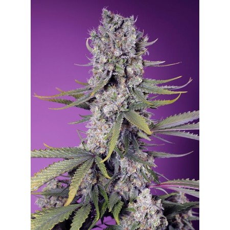 Papaya Zoap F1 Fast Version Sweet Seeds