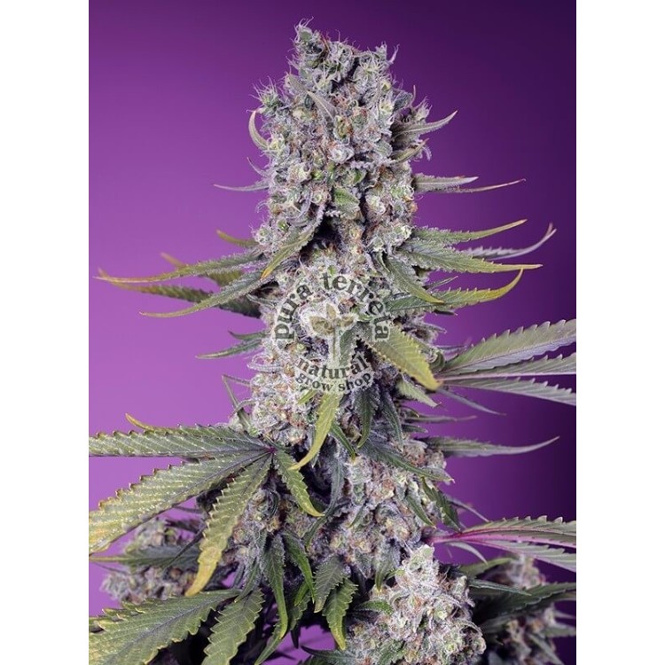 Papaya Zoap F1 Fast Version Sweet Seeds