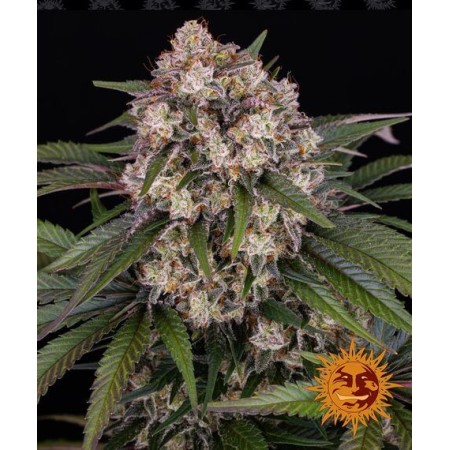 Og Kush Auto Barney´s Farm
