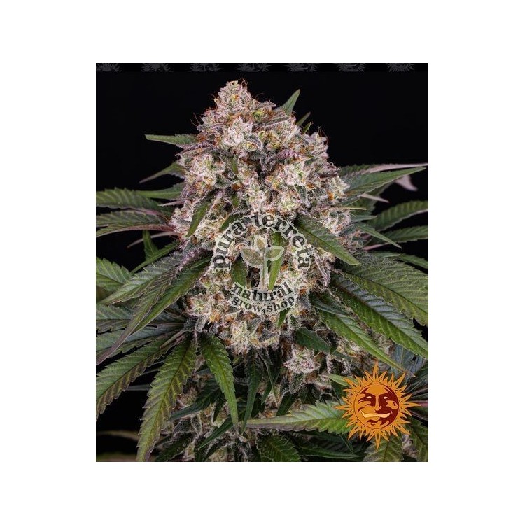 Og Kush Auto Barney´s Farm