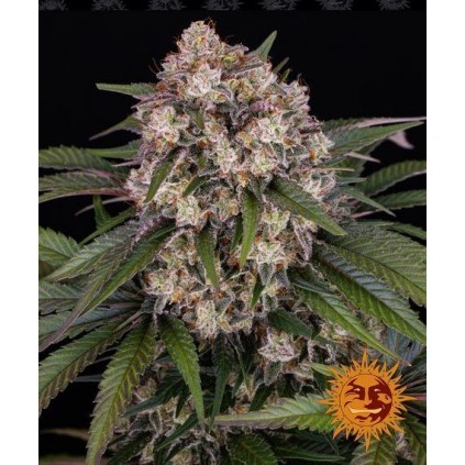 Og Kush Auto Barney´s Farm