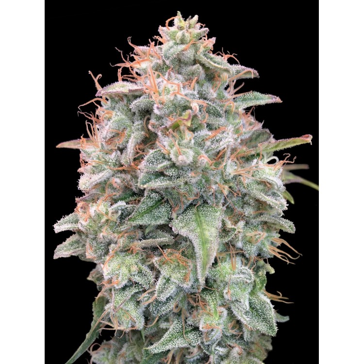 Auto Banana Cookies Advanced Seeds