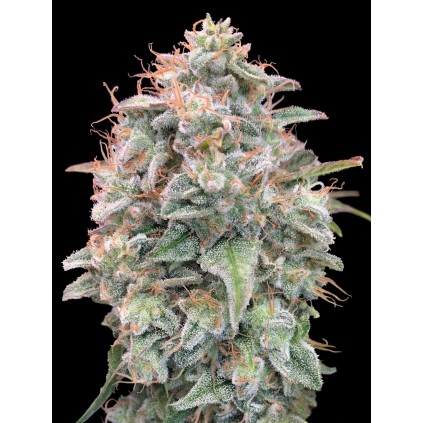 Auto Banana Cookies Advanced Seeds