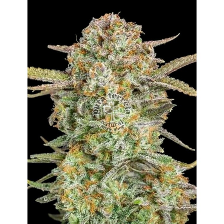 Auto Bruce Banner XXL Advanced Seeds