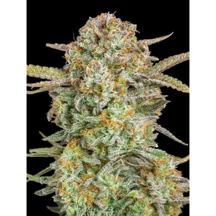 Auto Bruce Banner XXL Advanced Seeds
