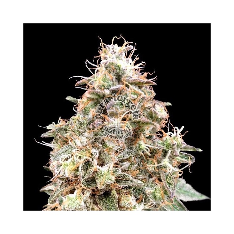 Auto Forbidden Fruit Advanced