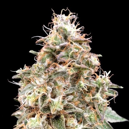 Auto Forbidden Fruit Advanced
