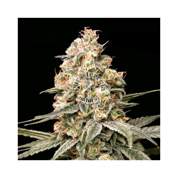 Auto Apple Fritter Advanced Seeds