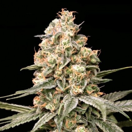 Auto Apple Fritter Advanced Seeds