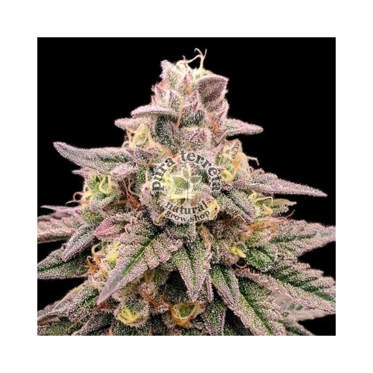 Animal Zookies Advanced Seeds
