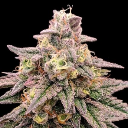 Animal Zookies Advanced Seeds