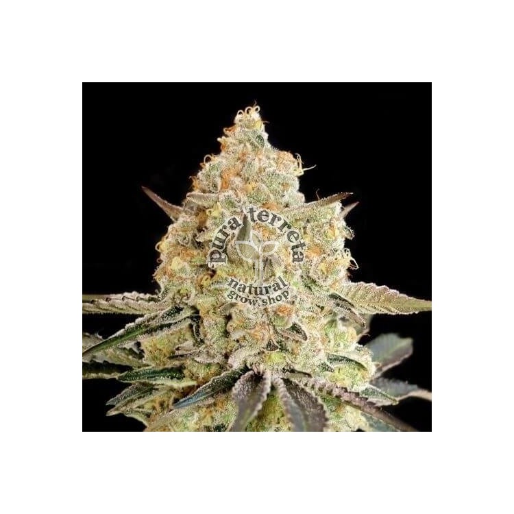 Apple Fritter Advanced Seeds
