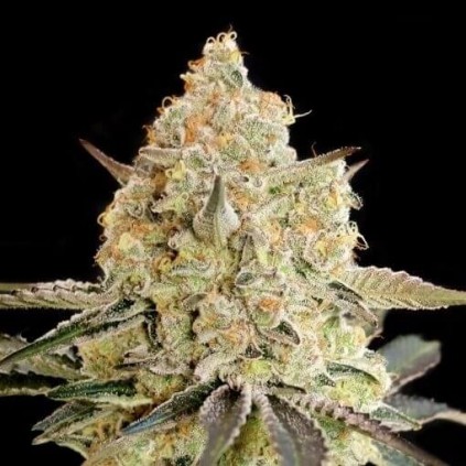 Apple Fritter Advanced Seeds