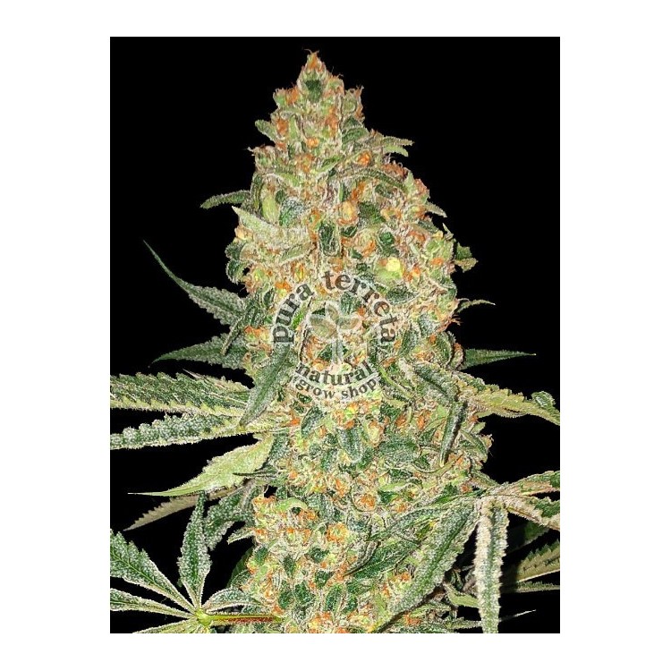 Bruce Banner Advanced Seeds