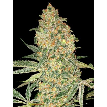 Bruce Banner Advanced Seeds