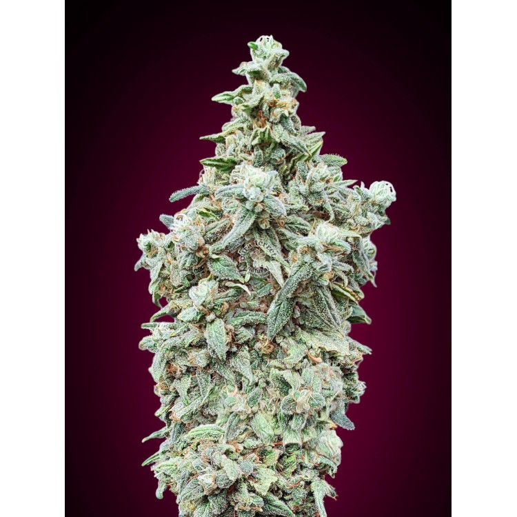 Cherry Pie Advanced Seeds