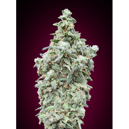 Cherry Pie Advanced Seeds