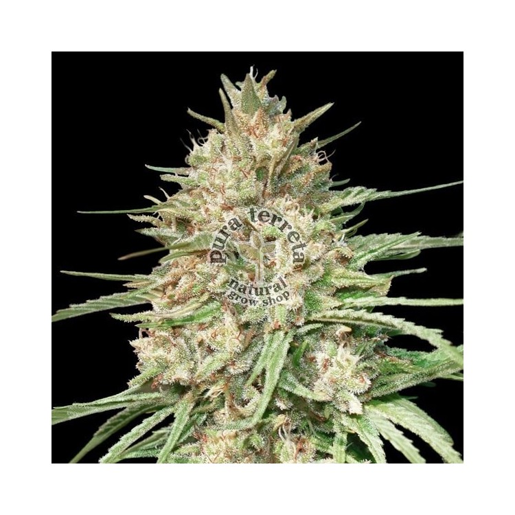 Lemon Bean Advanced Seeds