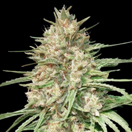Lemon Bean Advanced Seeds