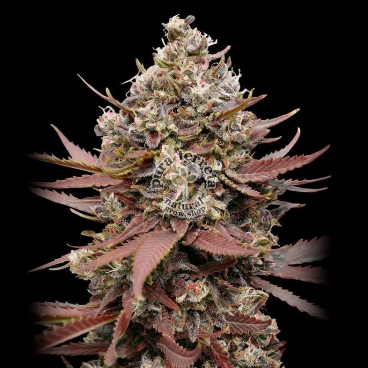 Mimosa Punch Advanced Seeds