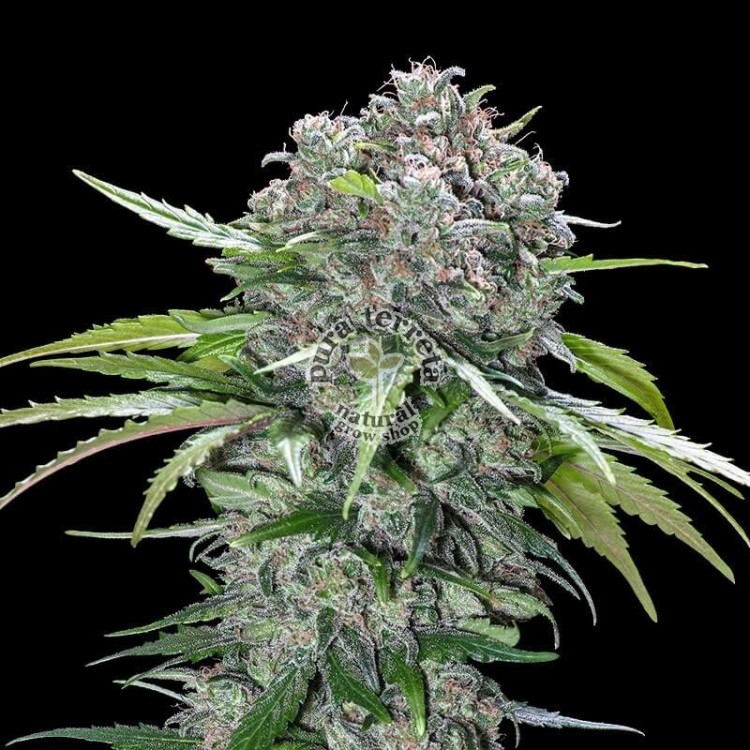 San Bacio Burger Advanced Seeds