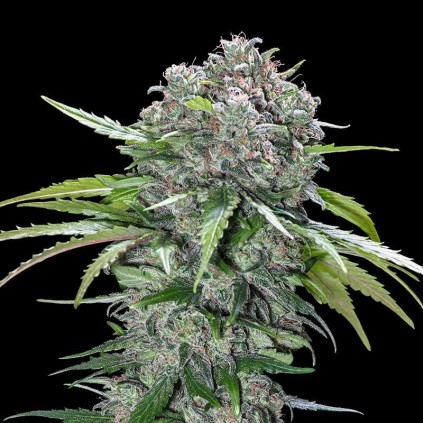 San Bacio Burger Advanced Seeds