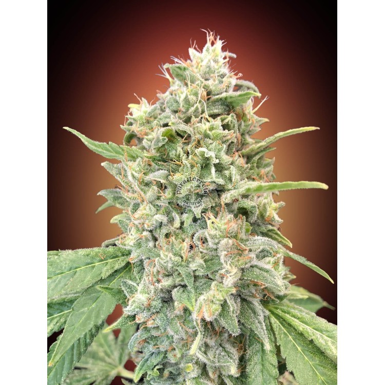 Strawberry Banana Advanced Seeds