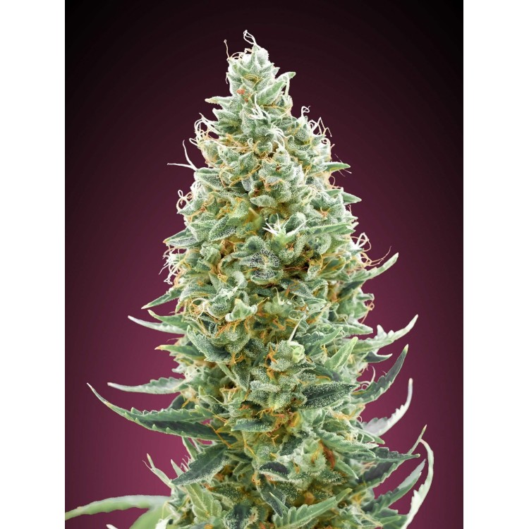 Amnesia Fast Advanced Seeds