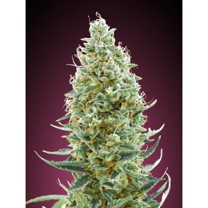 Amnesia Fast Advanced Seeds