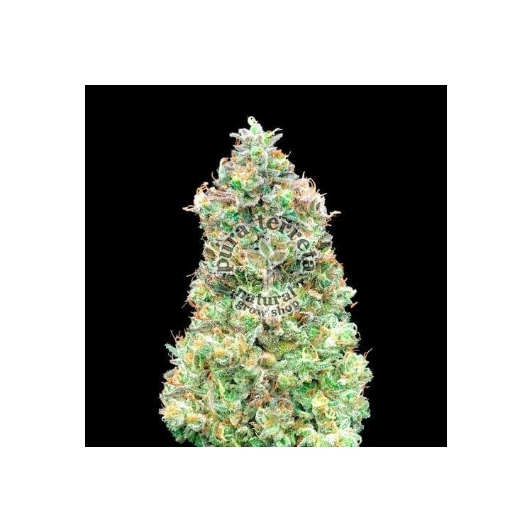 Critical Mass Fast Advanced Seeds