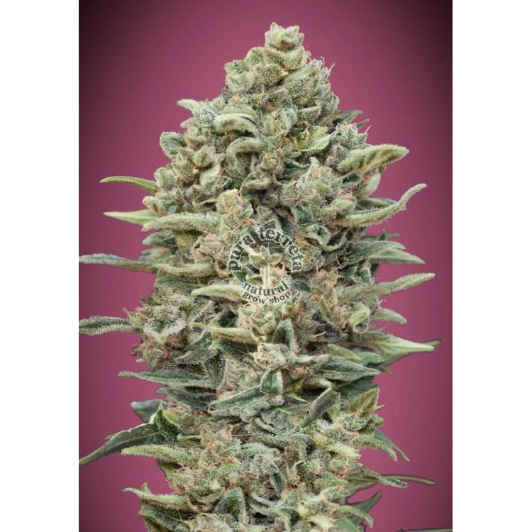 Gelato 33 Fast Advanced Seeds