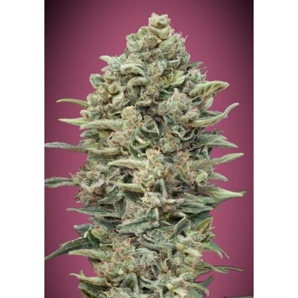 Gelato 33 Fast Advanced Seeds