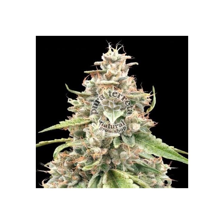 Lemon Bean Fast Advanced Seeds