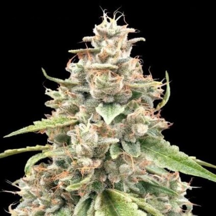 Lemon Bean Fast Advanced Seeds