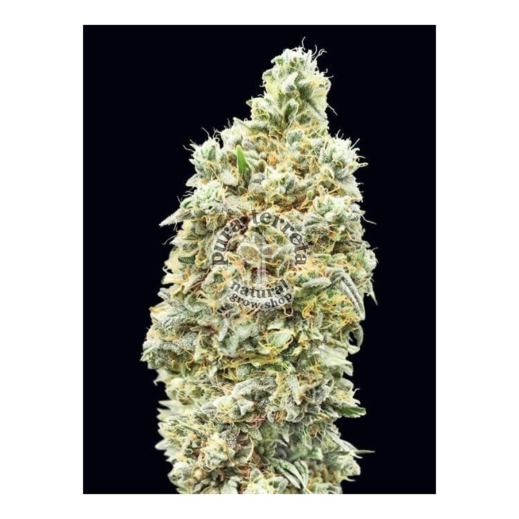 Strawberry Banana Fast Advanced Seeds